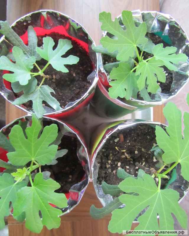 Молодые саженцы инжира