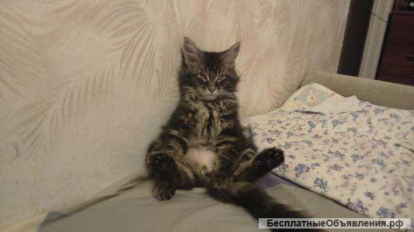 Приют для животных на время