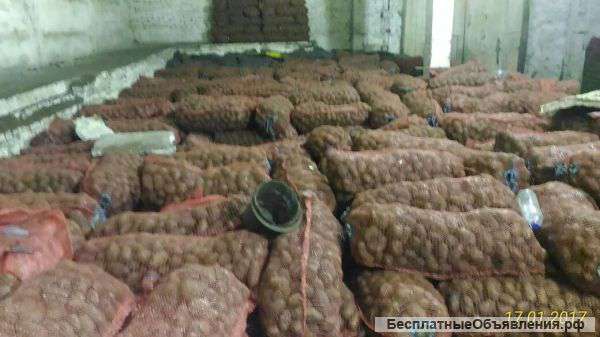 Картофель оптом от производителя от 10. 50р/кг