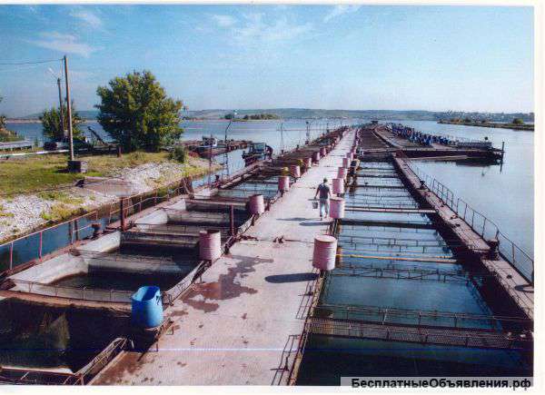 ООО «Заинский рыбхоз»