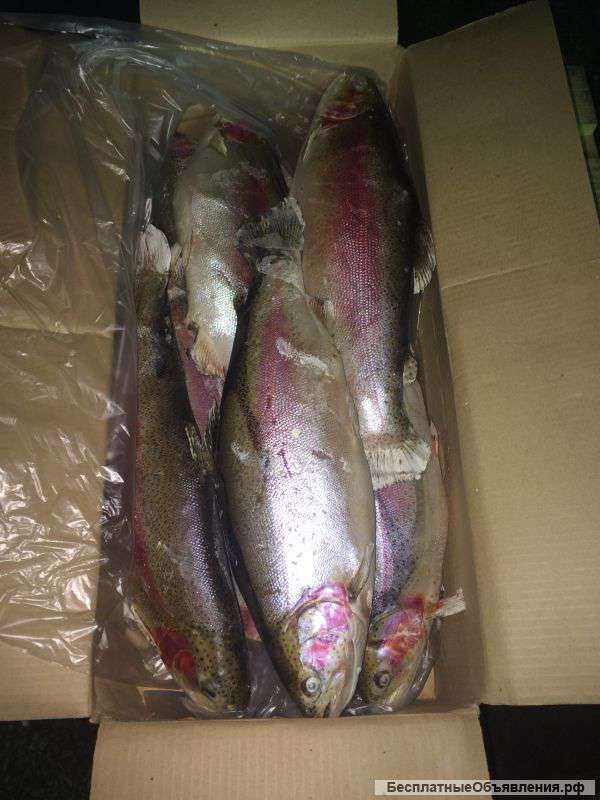 Речная рыба(карп осетр форель толстолоб)