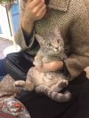 Отдаю кота в связи с переездом