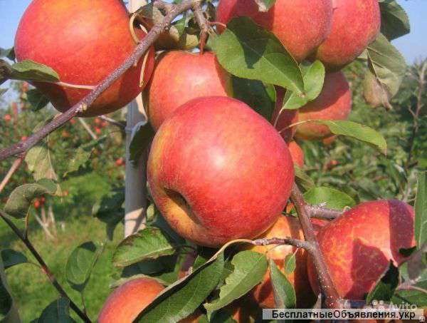 Услуги садовника - ладафтника, ландшафтный дизайн, автополив