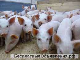 Поросят на откорм