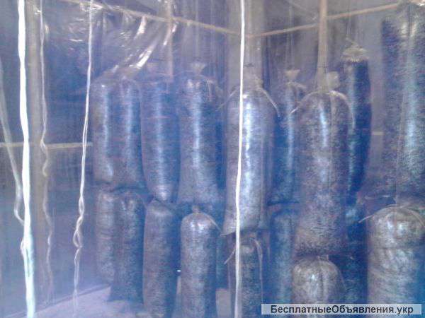 Грибные блоки вешенки