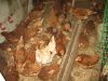 Несушки хайсекс молодки