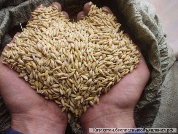Отруби пшеничные зерно отходы ячмень