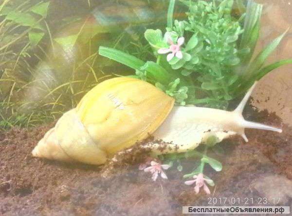 Улитки Ахатины