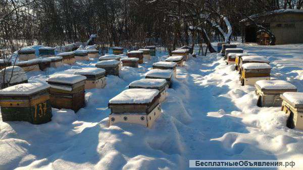 Зимовалые пчелосемьи