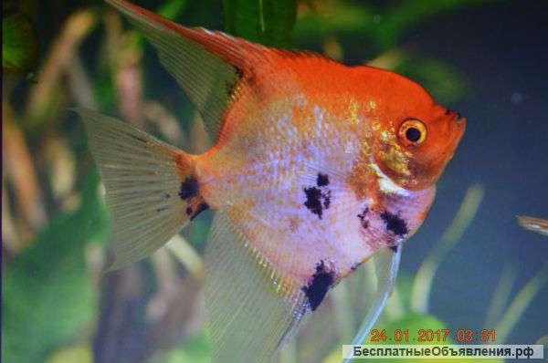 Скалярии кои