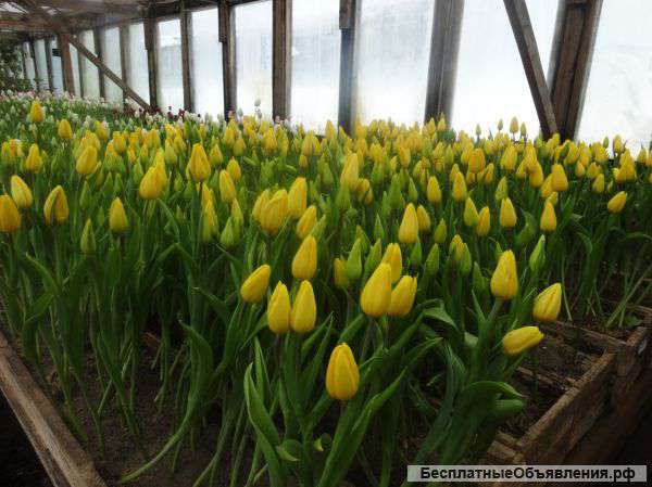 Тюльпаны оптом