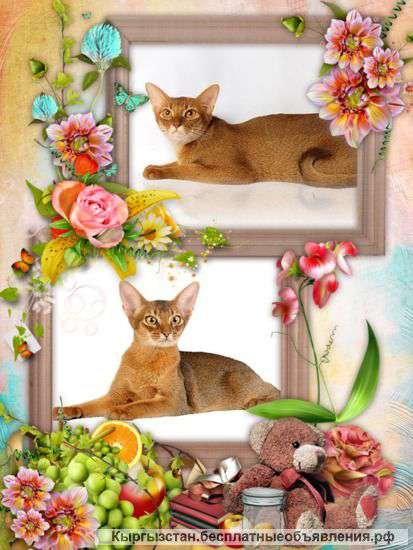 Абиссинский котик 9 мес