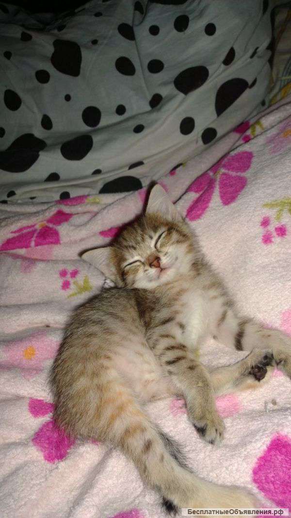 Котята в дар