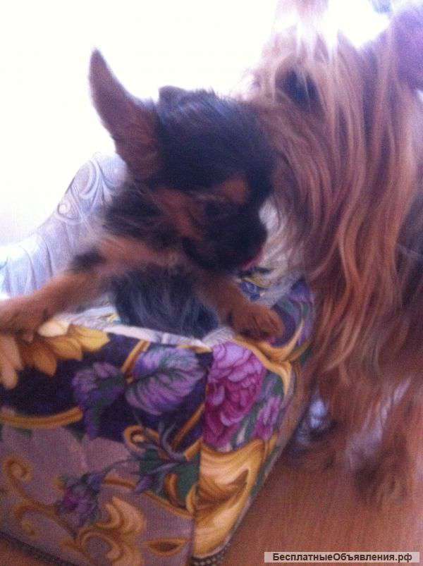 Йорки щенки