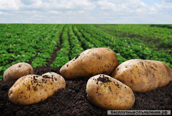 Фермерский картофель оптом