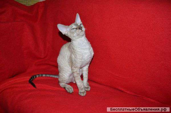 Кудрявые котята