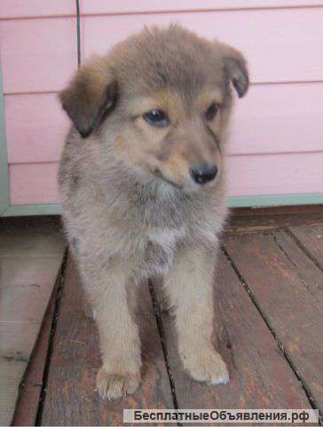 Отдадим щенка от маленькой собачки