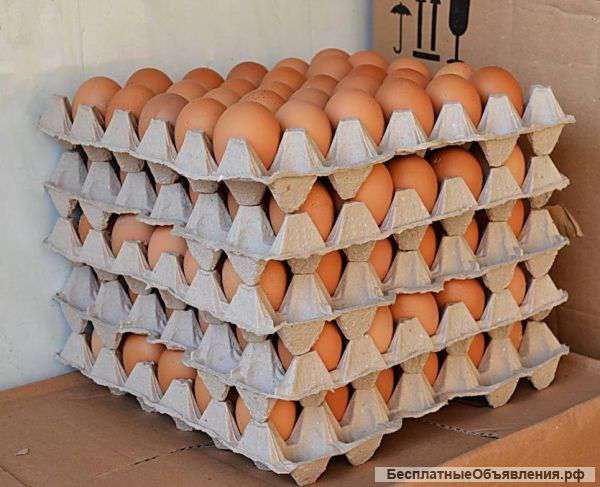 Яйцо куриное