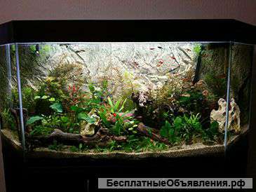 Аквариумист