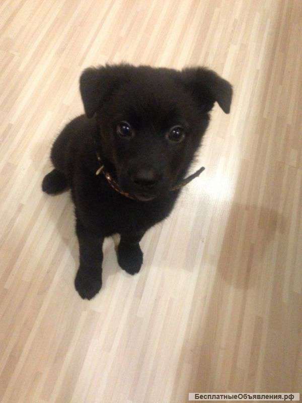 Щенок 2 мес