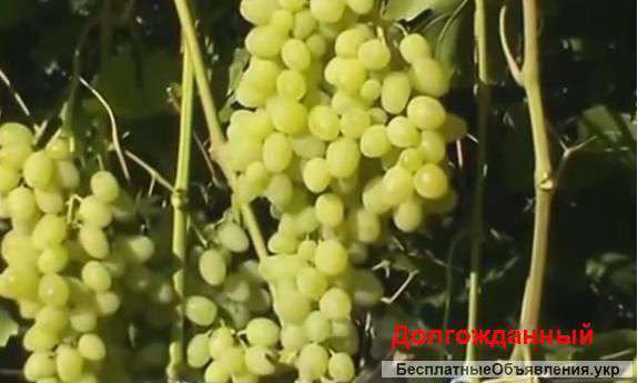 К реализации посадочный материал винограда