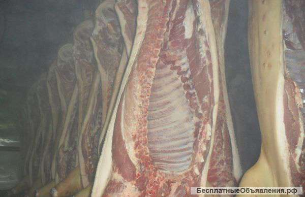 Мясо свинины оптом