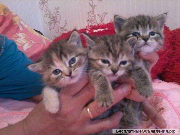 Красивые котята от британской мамы