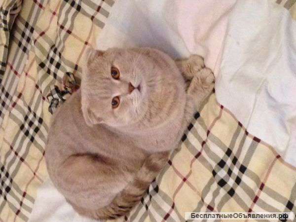 Пропал кот вислоухий шотландец ЗЖМ