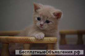 Котята - шотландские страйты