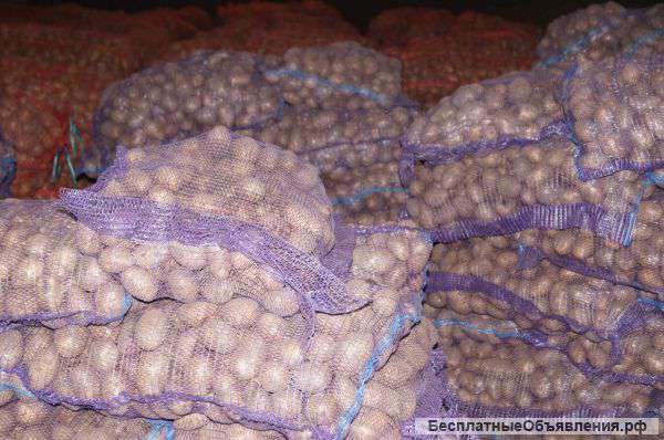 Картофель оптом от производителя от 7р/кг