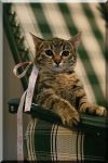Котенок в хорошие руки. Маленькая пантера
