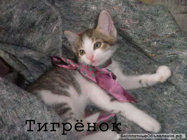 Котята ищут дом