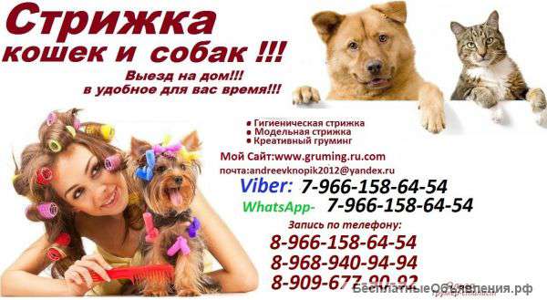 Стрижка кошек и собак выезд на дом груминг животных