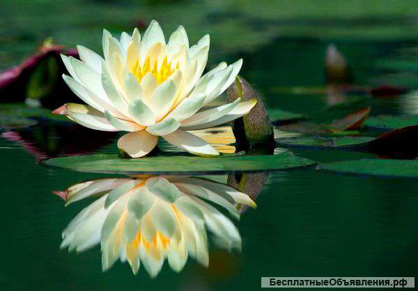 Услуги массажа