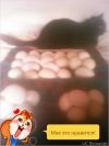 Инкубацыонное яйцо, цыплята