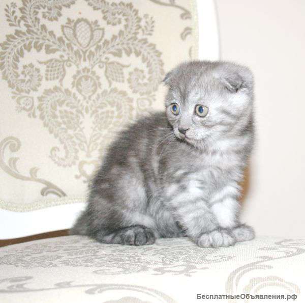 Скотишфолды