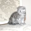 Скотишфолды
