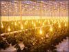 Лампы для растений ДНаЗ, тепличные светильники ЖСП, индукционные лампы