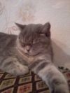 Кошку медиум