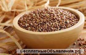 Закупаем Крупу Гречневую