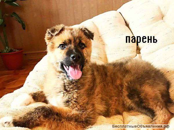 Тигровые щенки