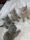Британские котята