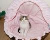Котенок (мальчик, мама - серая Британская кошка)