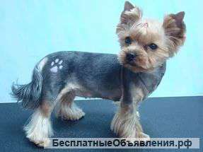 Стрижка собак и кошек на дому