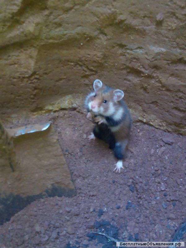 Копка колодцев