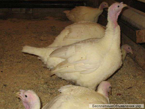 Инкубационное яйцо, суточных и подрощенных индюшат