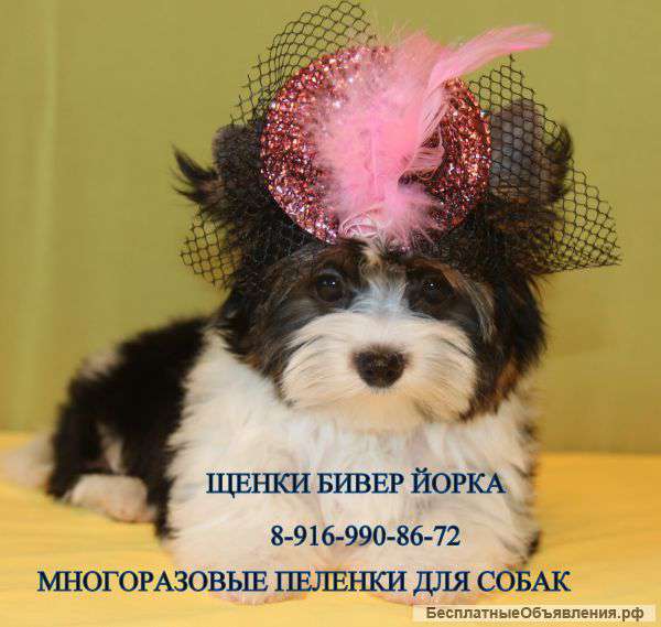Щенки БИВЕР ЙОРКА мальчики и девочки 8-916-990-86-72