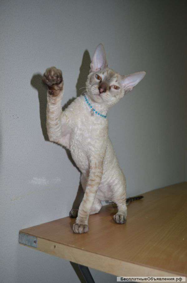 Кудрявые котята корниш-рексы