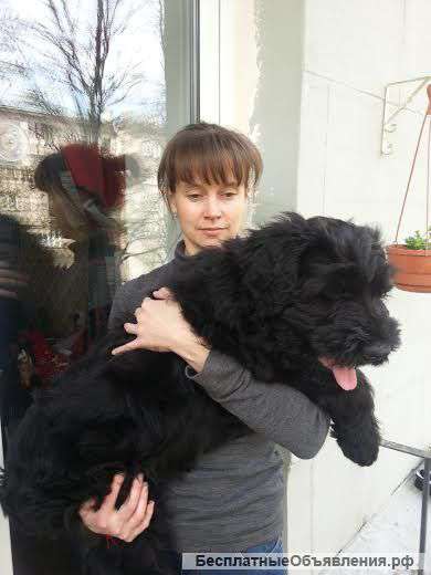 Русский чёрный терьер - щенки