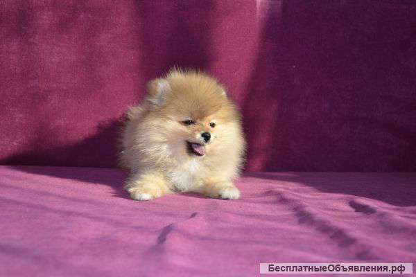 Померанский шпиц